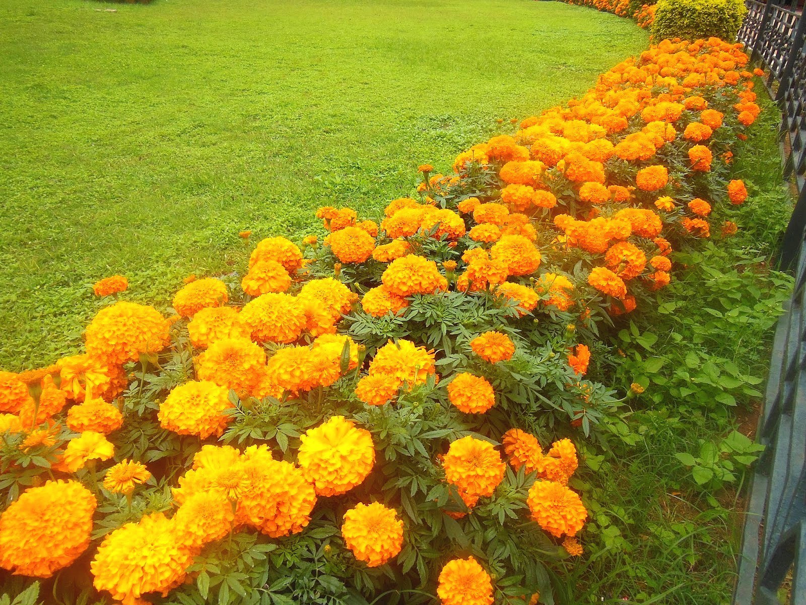 Marigold