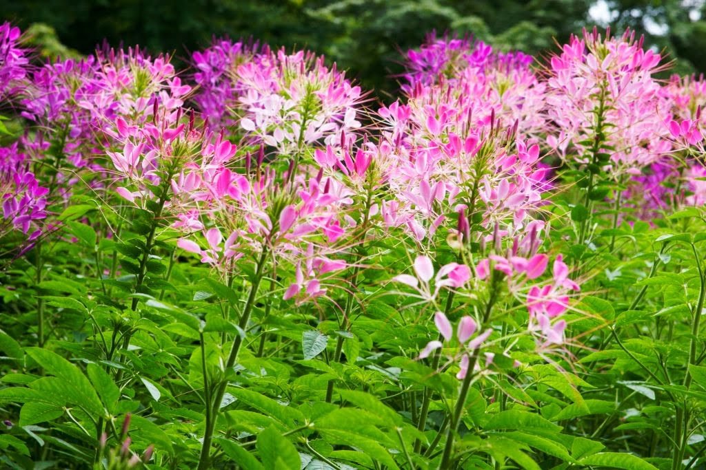 Cleome