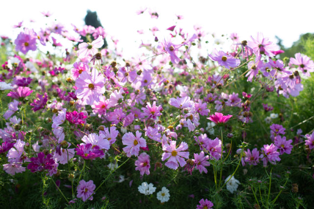 Cosmos