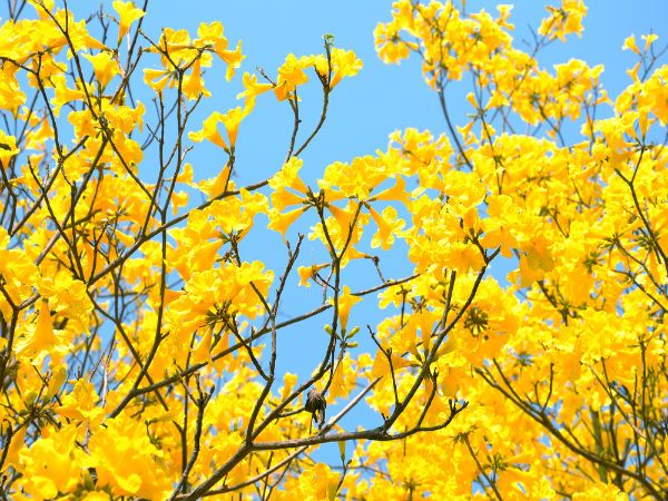 Monsoon Cassia
