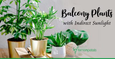 Top 5 Balcony Plants that Need Indirect SunlightTop 5 Balcony Plants that Need Indirect Sunlight