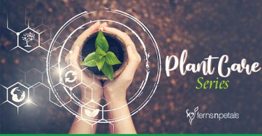 How to take care of Indoor Plants