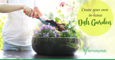 Create your own in-house Dish Garden