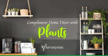 Compliment Home Décor with Plants