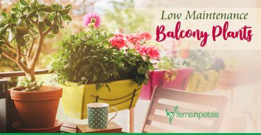 Low Maintenance Balcony Plants