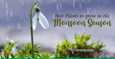 Best Plants to grow in the monsoon season