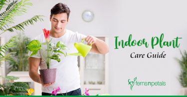 Indoor Plant Care Guide Part 2