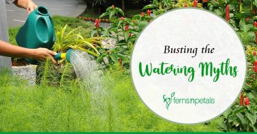 What is the best time to Water Plants