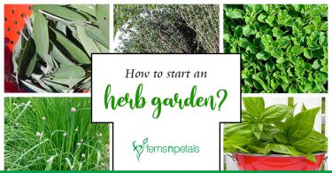 How to start an herb garden
