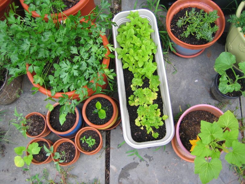 How to start an herb garden? - Ferns N Petals