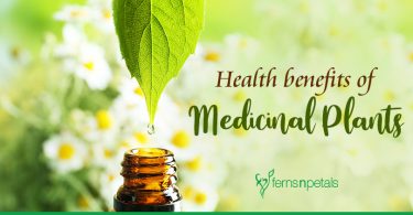 What are the health benefits of medicinal plants