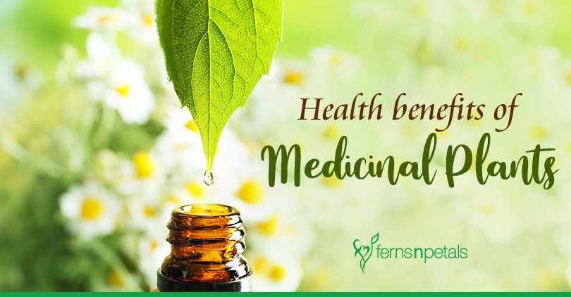 What are the health benefits of medicinal plants