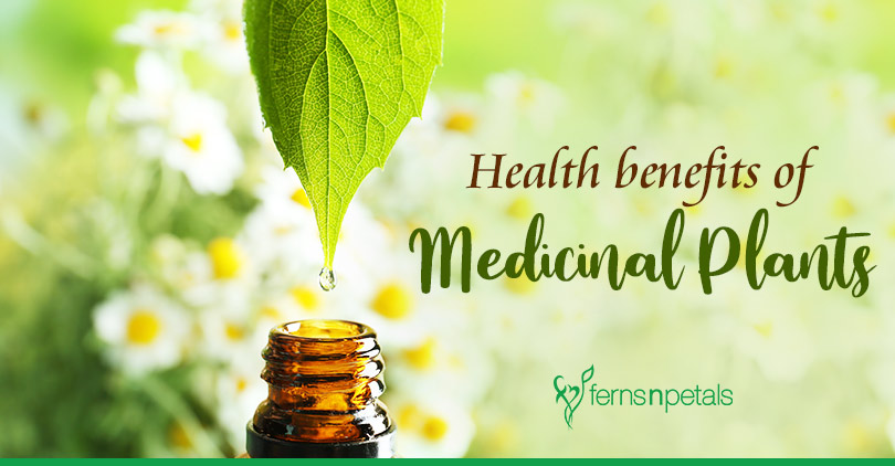 What are the health benefits of medicinal plants? - Ferns N Petals