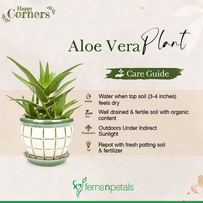 Aloe Vera