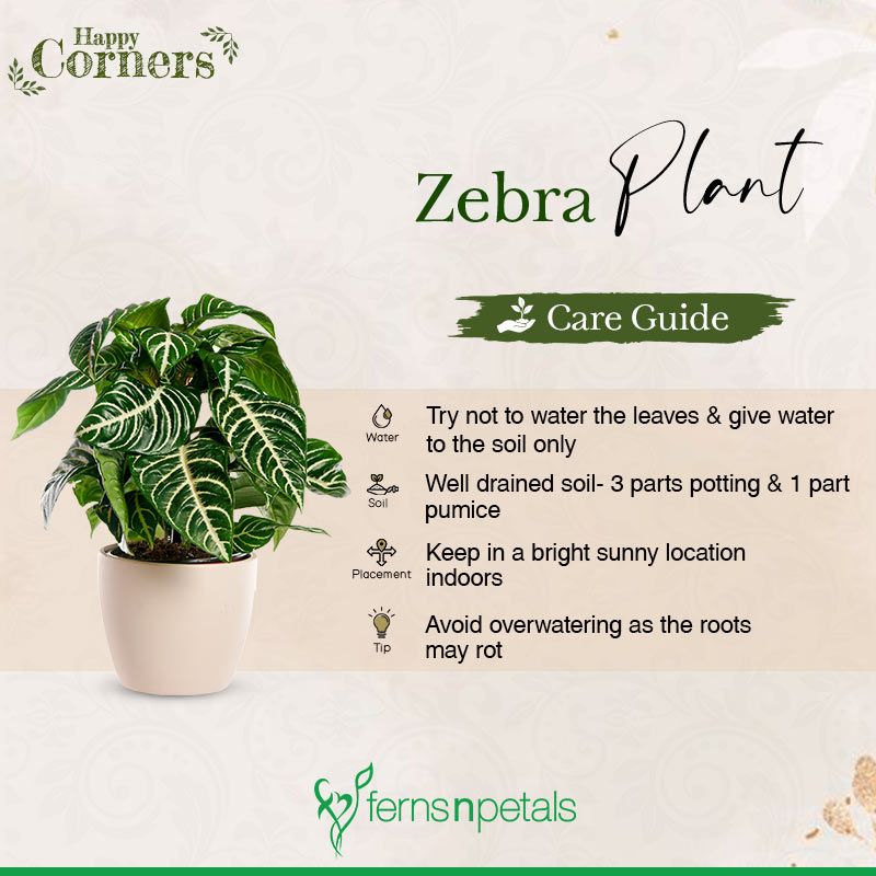 Zebra Plant