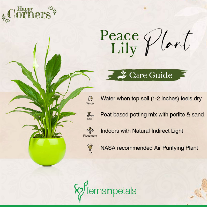 Fácil de cuidar el aire seco de las plantas