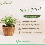 Indoor Plant Care Guide Part 2 - Ferns N Petals