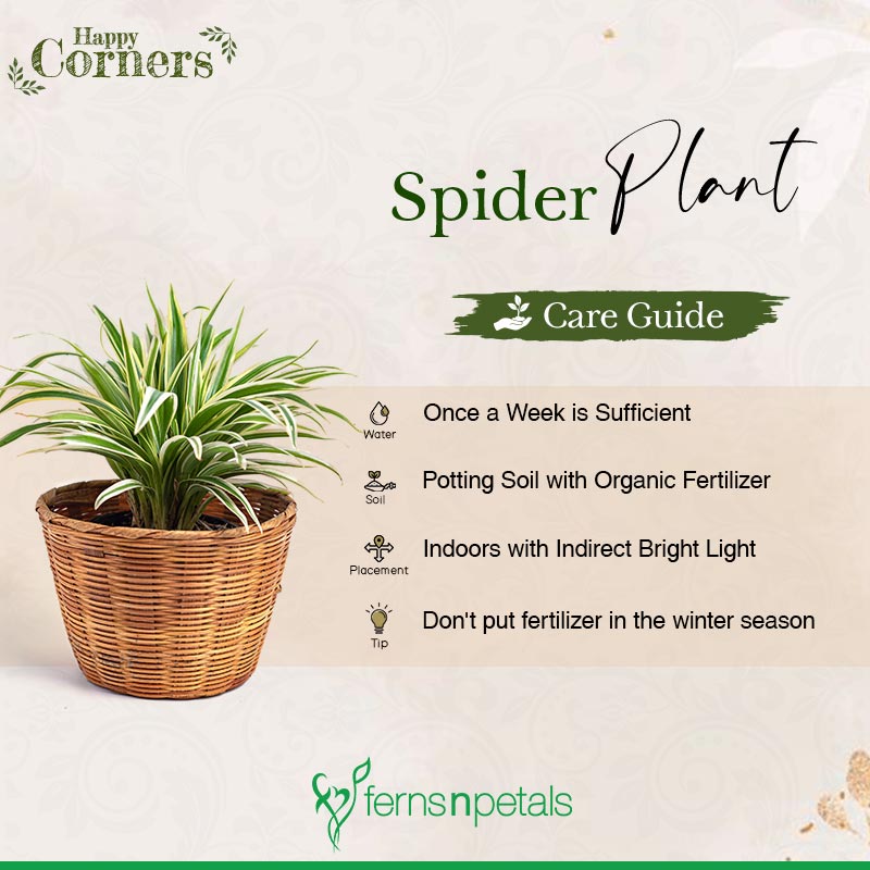 Complete guide to spider plant care