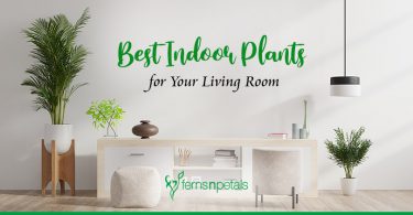 Best Indoor Plants for Your Living Room