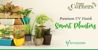Premium UV Finish Smart Planters