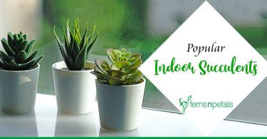 Top 8 Popular Indoor Succulents
