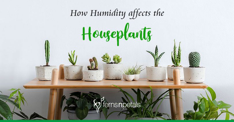 How humidity affects your houseplants
