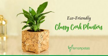 Eco-Friendly Classy Cork Planters