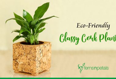 Eco-Friendly Classy Cork Planters
