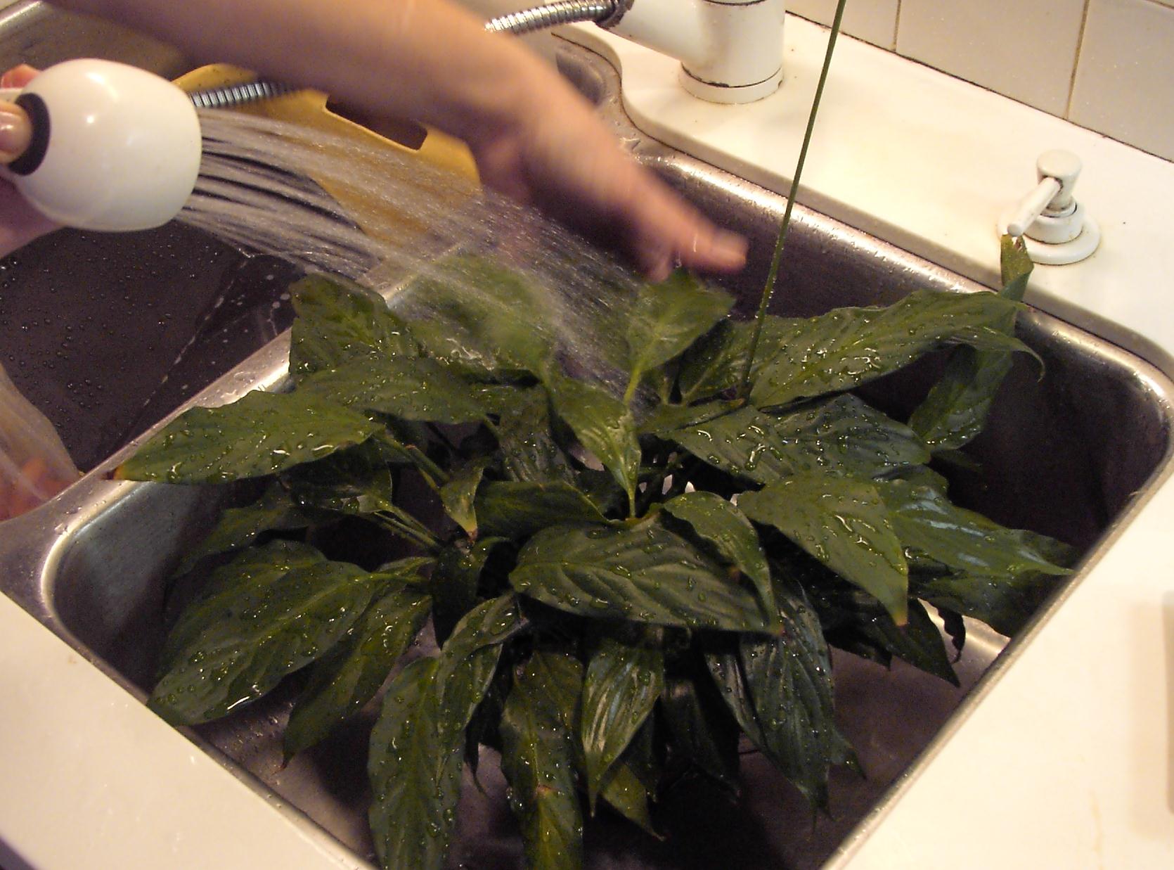 Give your plants a shower