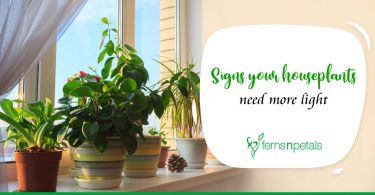 Signs your houseplants need more light