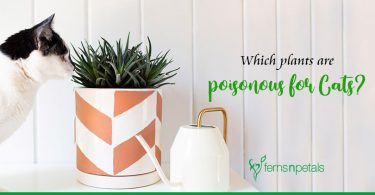 Which plants are poisonous for Cats
