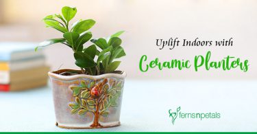 How Ceramic Planters can uplift the Indoors