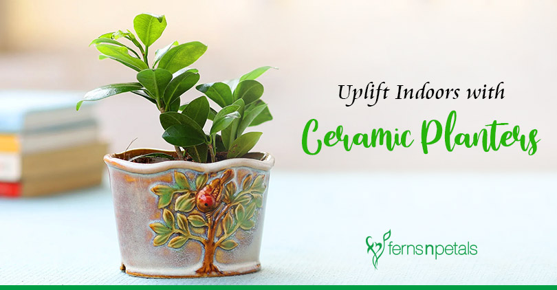 How Ceramic Planters can uplift the Indoors - Ferns N Petals