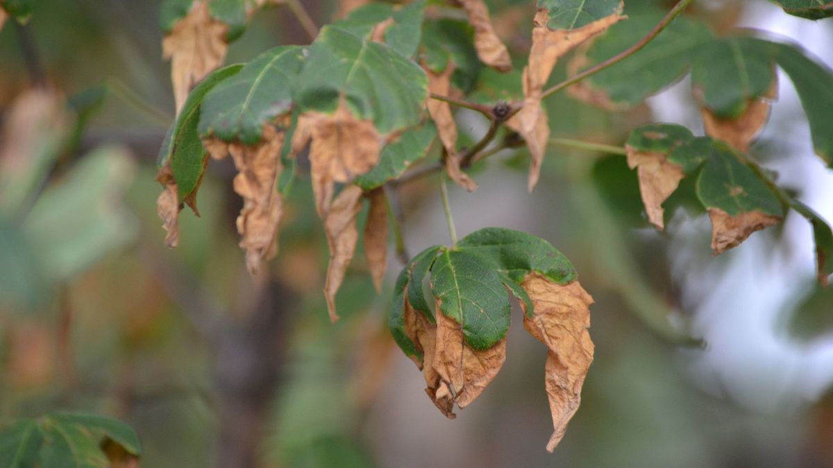 Browning Leaves & Tips