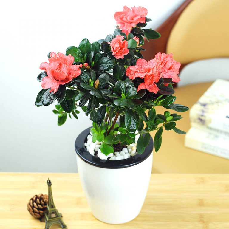 Which plants are poisonous for Cats? Ferns N Petals