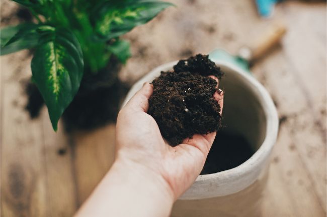 Soil not drying out