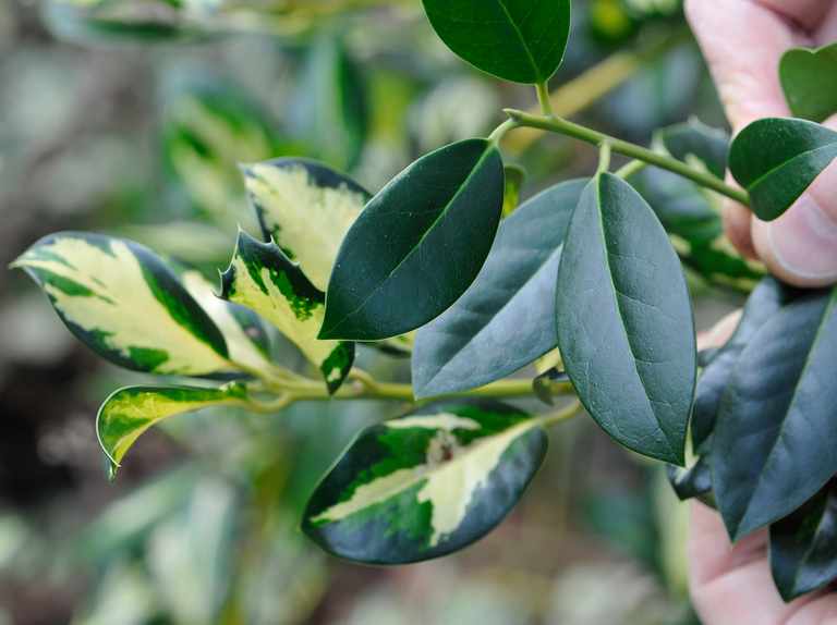 Variegated Plants reverting