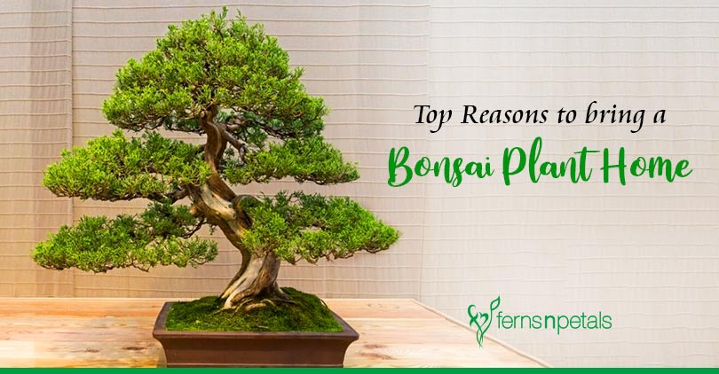 Title: Breathe Life Into Your Home with Indoor Bonsai Trees, bonsai