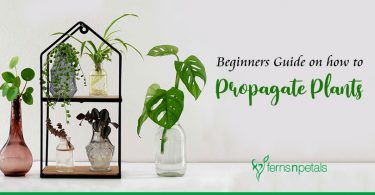 Beginners Guide on How to Propagate Plants