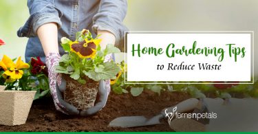Home Gardening Tips to Grow More & Reduce Waste