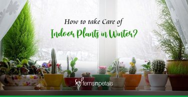 How to Take Care of Indoor Plants in Winter?