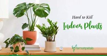Hard to Kill Indoor Plants