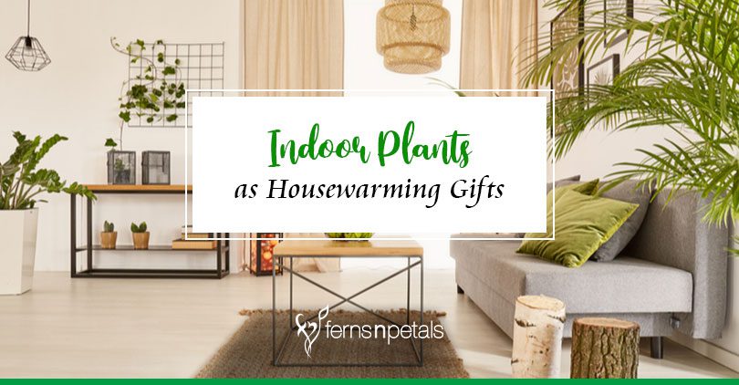 Indoor Plants To Give As Housewarming Gifts, Good Housewarming Plants