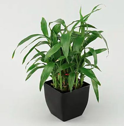 Buy Best Indoor Plants For Home & Office Online In India | Winni