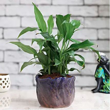 Well Watered Corporate Gift Indoor Plant For Gifting at Rs 500/plant in  Lucknow