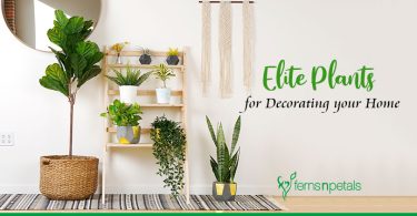 Top 7 Elite Plants that will Add Charm to your Home Decor