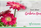 Facts about Gerbera Daisies