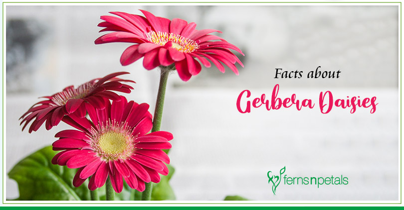 10 Interesting Facts about Gerbera Daisies