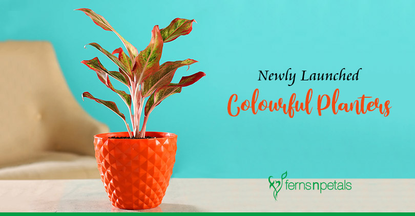 Newly-Launched Colourful Planters
