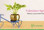 Newly Launched Plants for the Season of Love